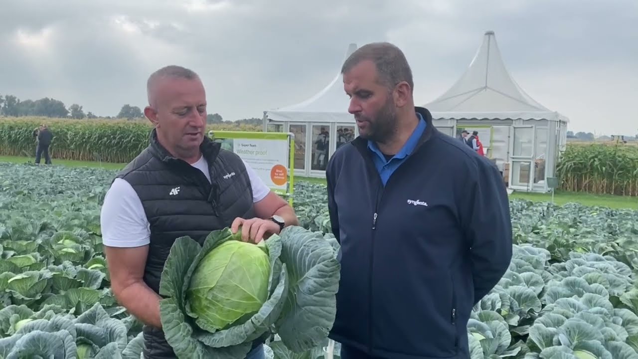 Fields of Innovation - pokaz odmian warzyw firmy Syngenta w Holandii, 2024. Odmiany kapusty.