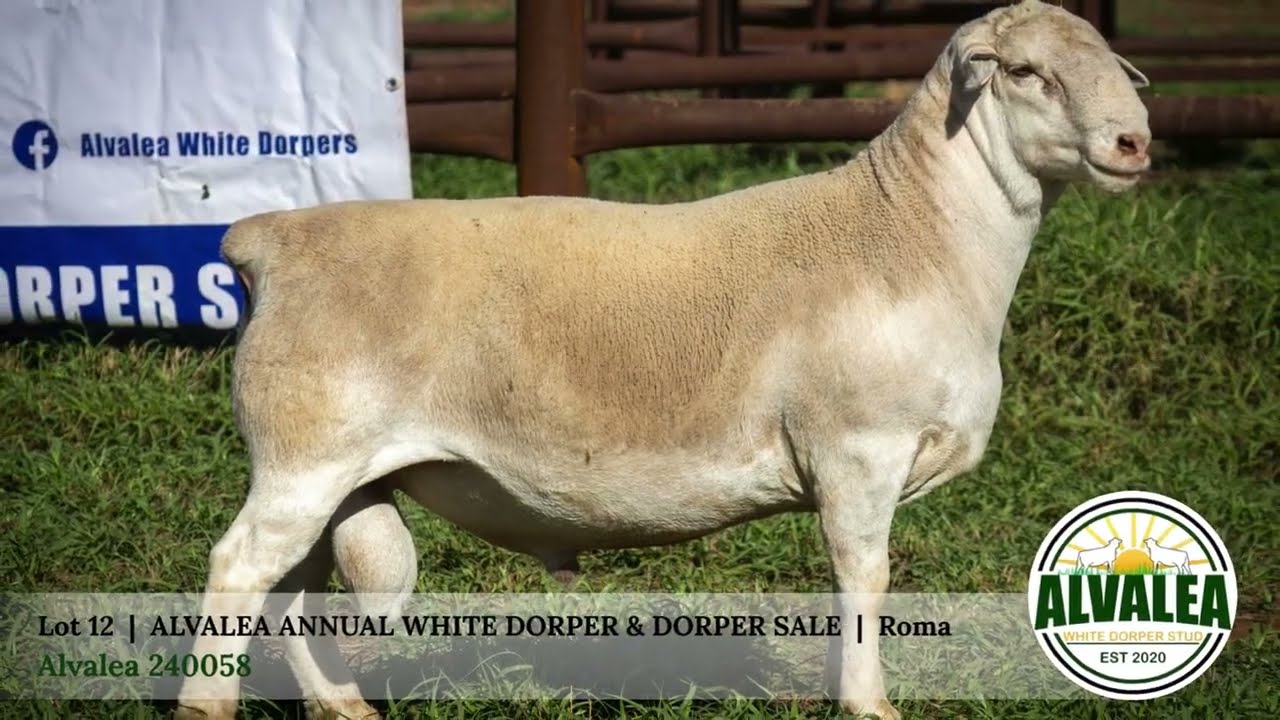 Lot 12 - Alvalea 240058 - Alvalea White Dorper & Dorper Sale - 13th March 2026 - Roma Qld