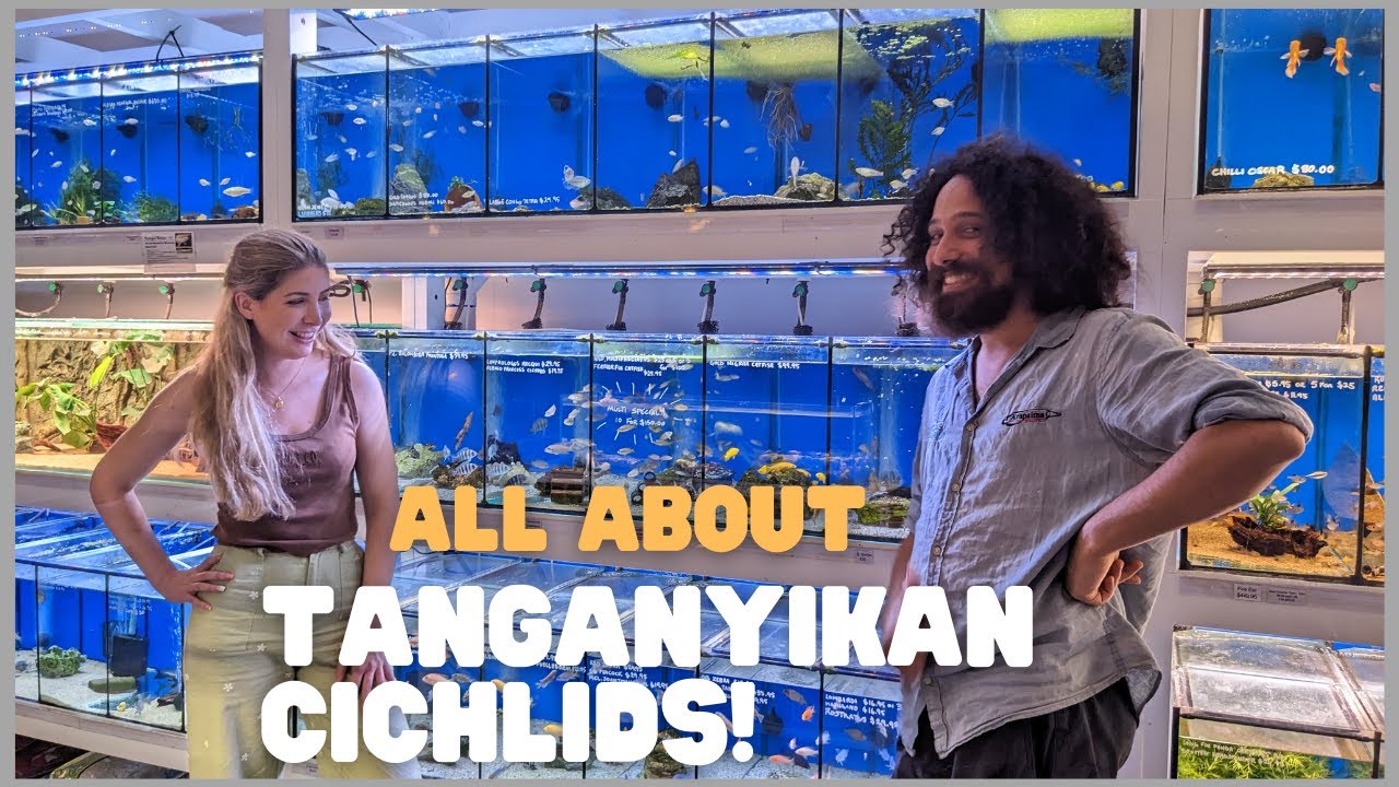 Introduction to Tanganyikan Cichlids! Planning my New African Cichlid Setup