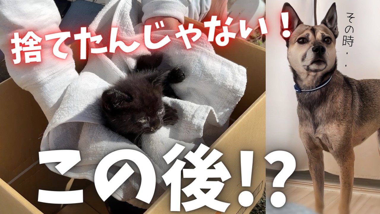 側溝で震える小さな子猫。それは育児放棄ではなく、もっと切ない母猫からのSOSでした。