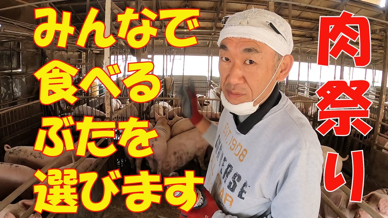 ぶたを一頭丸ごと買い取ります。肉祭り　豚選び