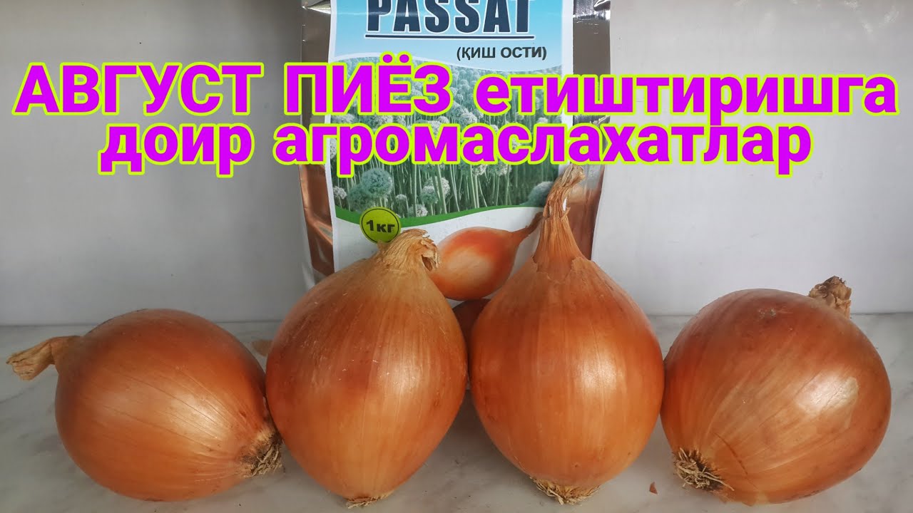 АВГУСТ ПИЁЗини ЭКИШ ва САҚЛАШга доир АГРОМАСЛАХАТЛАР.