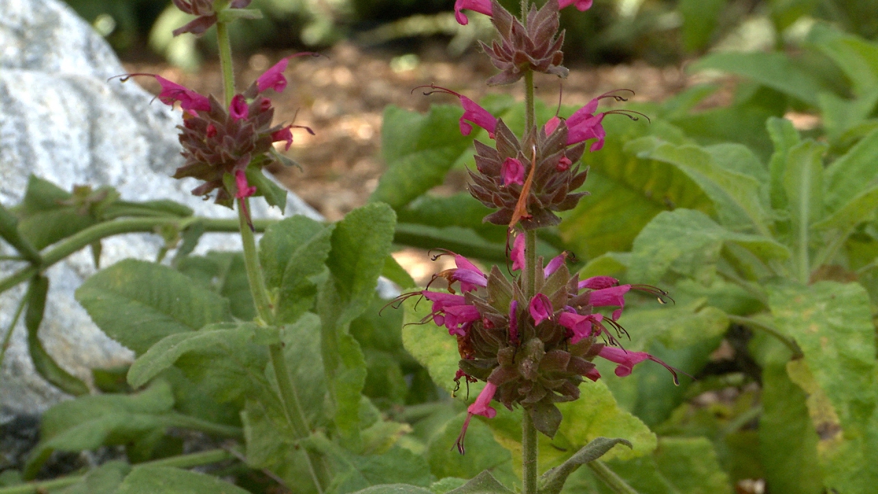 Hummingbird Sage - California Native Dry Shade Garden - Ep.09