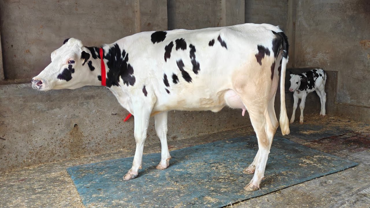 2 Cows for sale, 2 ਗਾਵਾਂ ਵਿਕਾਊ 
