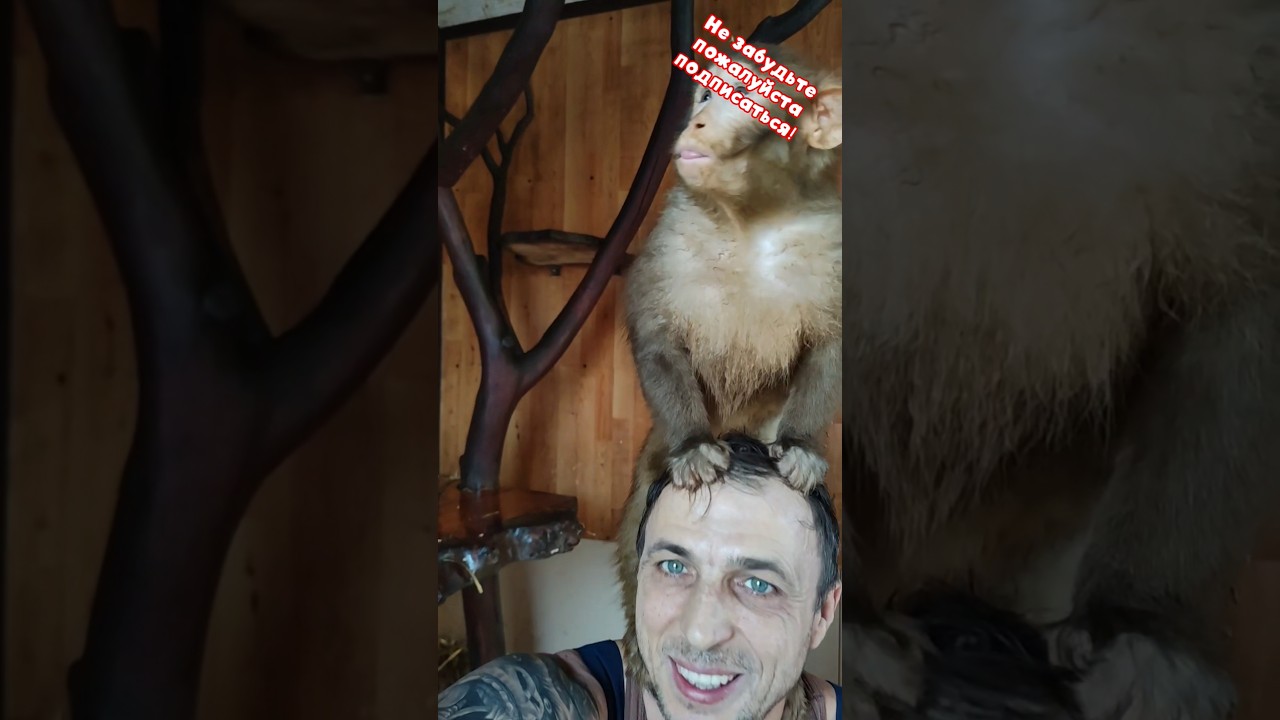 Постелил соломы обезьянкам 🙊🍋‍🟩❤️☝️ 