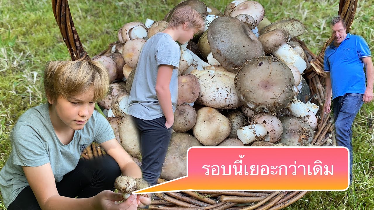 ❗️เห็ดไค เห็ดก่อ😱ขุมทรัพย์รอบนี้เยอะมาก#เดินไม่ได้เดี่ยวเหยีบเห็ด.28/8/21.