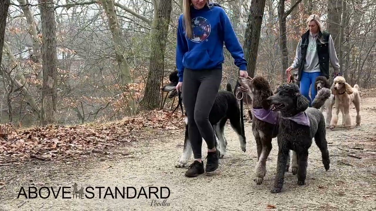 Above the Standard Poodles