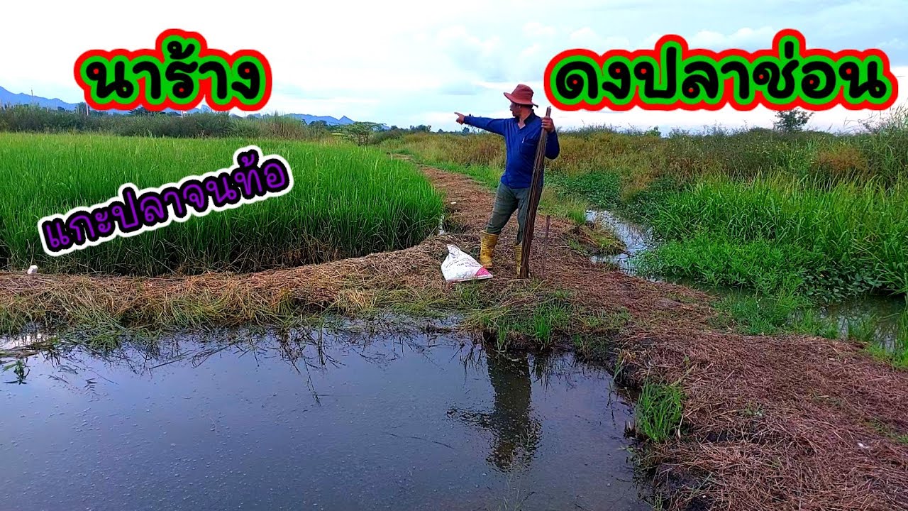 แหล่งกบดานปลาช่อน มองข้ามมา10กว่าปีไม่น่าเชื่อจะมีปลาขนาดนี้ไดงัย #fishing  #fish 