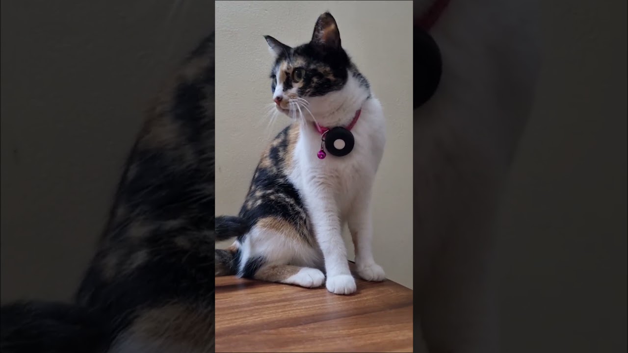 My beautiful guest cats 🥰 #cat #catvideos 
