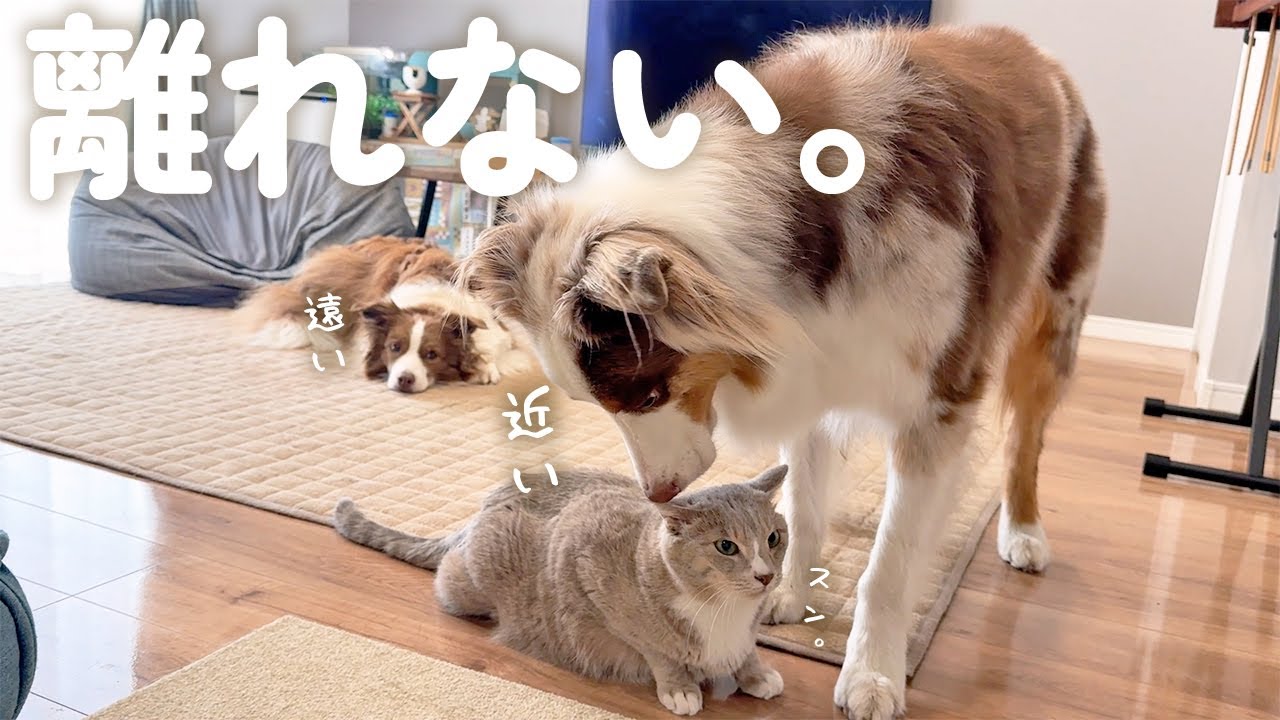 数ヶ月ぶりに大好きな猫ちゃんが遊びに来たらべったり離れなくなってしまいました…【ボーダーコリー・オーストラリアンシェパード】