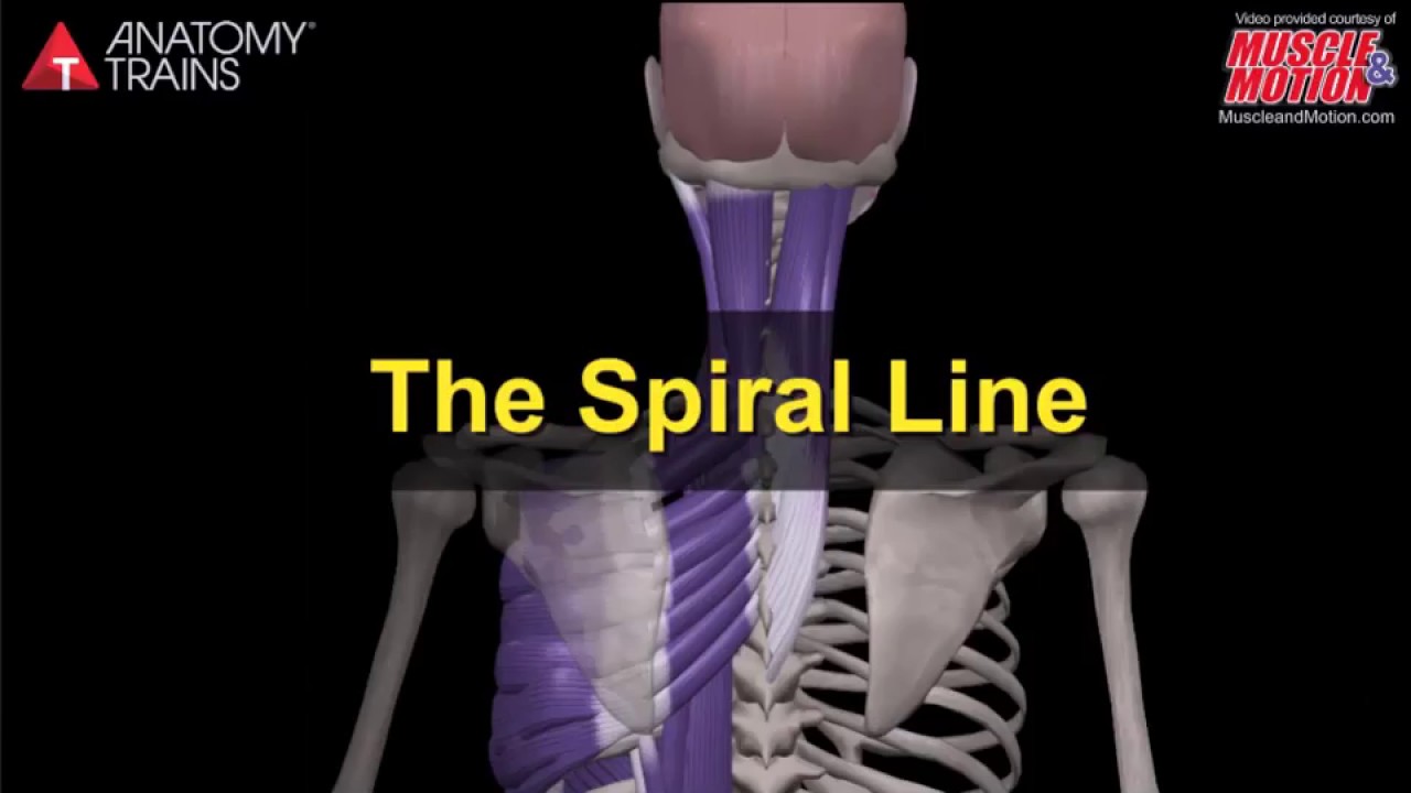 Muscle&Motion POSTURE. Kyphosis, The Spiral Line