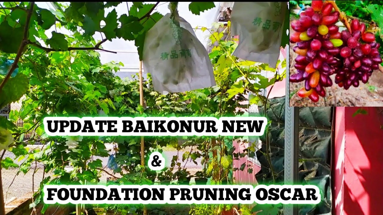 UPDATE HASIL PRUNING ANGGUR BAIKONUR NEW. PART 2❗❗//DAN FOUNDATION PRUNING ANGGUR OSCAR.