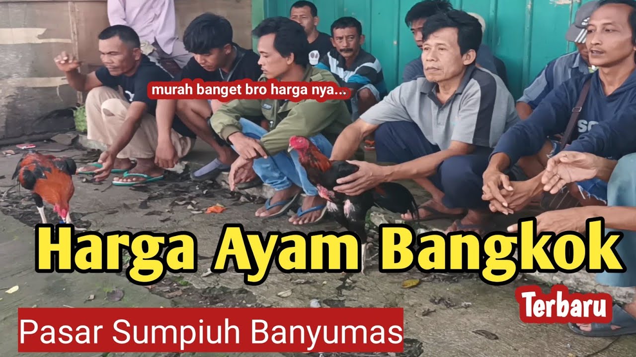 MURAH BIKIN NGILER !!! HARGA AYAM JAGO BANGKOK HARI INI DI PASAR SUMPIUH BANYUMAS JAWA TENGAH