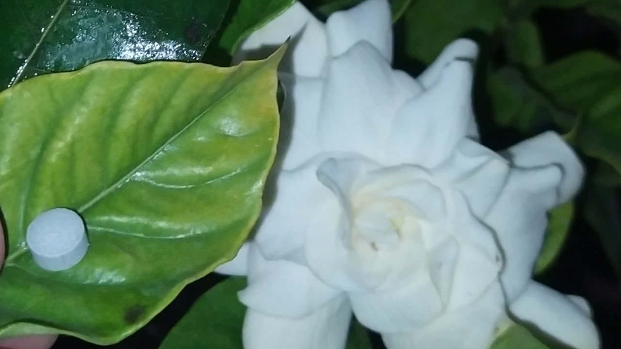 Ponle solo una de estas a tus plantas de Gardenia  y sus cuidados #jardinfeliz #Gardenia