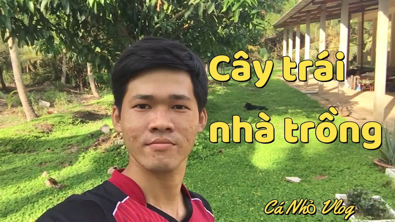 C&aacute; Nhỏ Vlog review c&acirc;y tr&aacute;i nh&agrave; xung quanh nh&agrave;