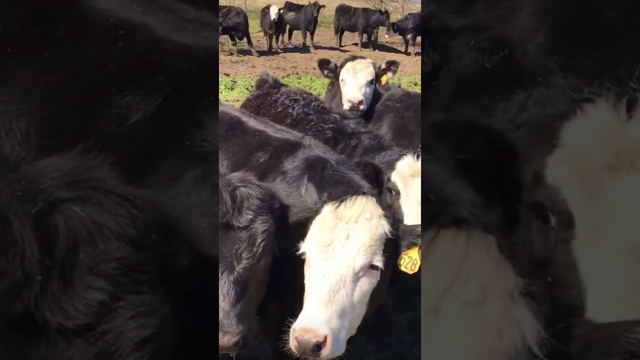 Angus vs Simmental #angus #beef #cows #calf #cattle #farming #cow #farm