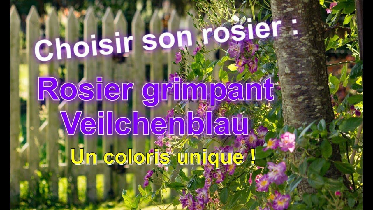 Choisir son rosier : Veilchenblau, rosier grimpant.