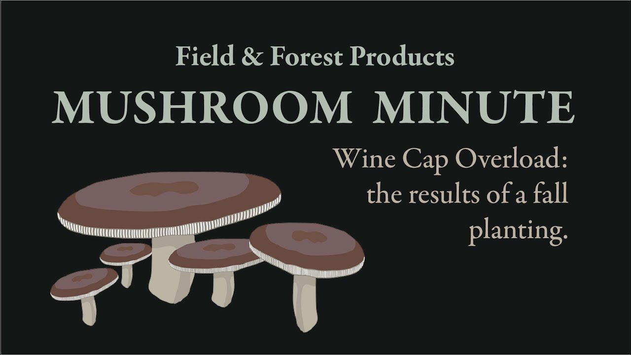 Wine Cap Mushroom Overload: The Results of a Fall 2020 Planting