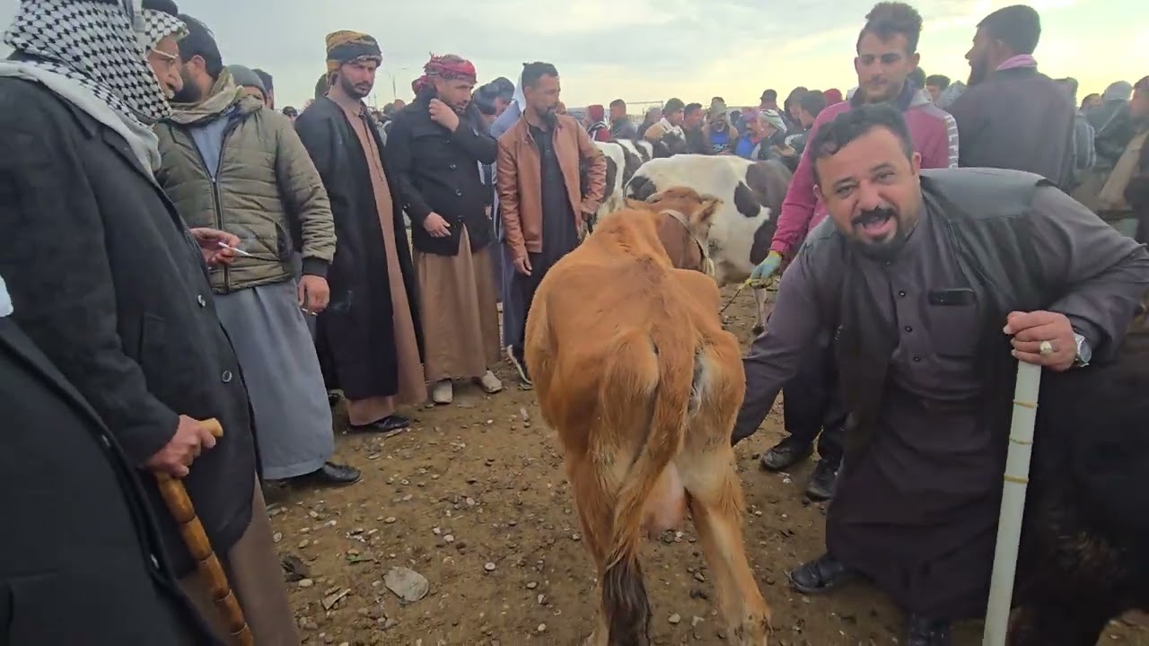 سوق مواشي صلاح الدين قضاء الشرقاط ناحية اشور علوة البقر والغنم #عبدالله_الطيب #مواشي #طليان #غنم