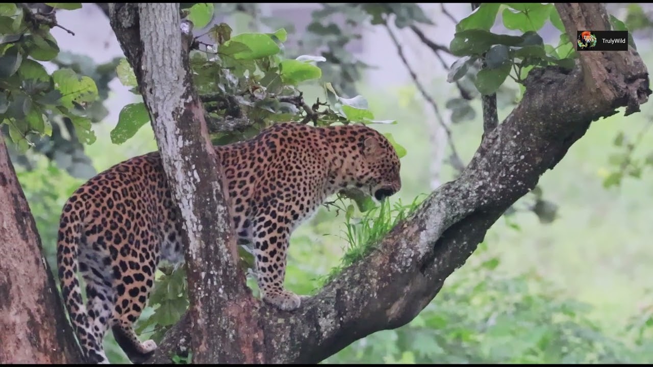 Leopard eats grass in India | Leopard climbs tree | TrulyWild 4K