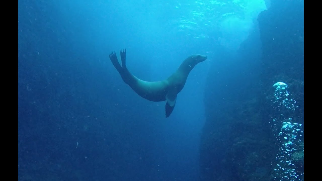 Local Dive at Land's End, Cabo San Lucas, Mexico With Manta Scuba 12-8-2017