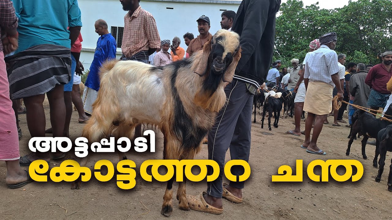 അട്ടപ്പാടിയിലെ കാലി ചന്ത| Attapadi  Tourist places malayalam | Kottathara chandha | Attapadi