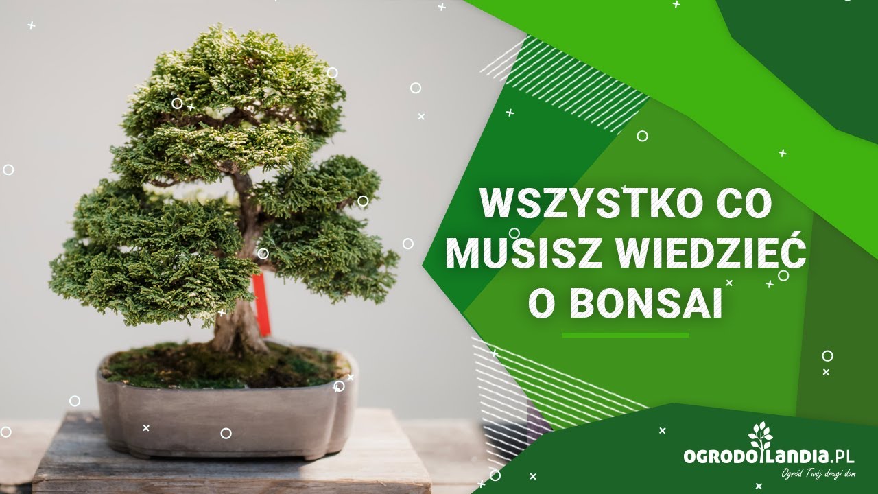 Wszystko co musisz wiedzieć o bonsai