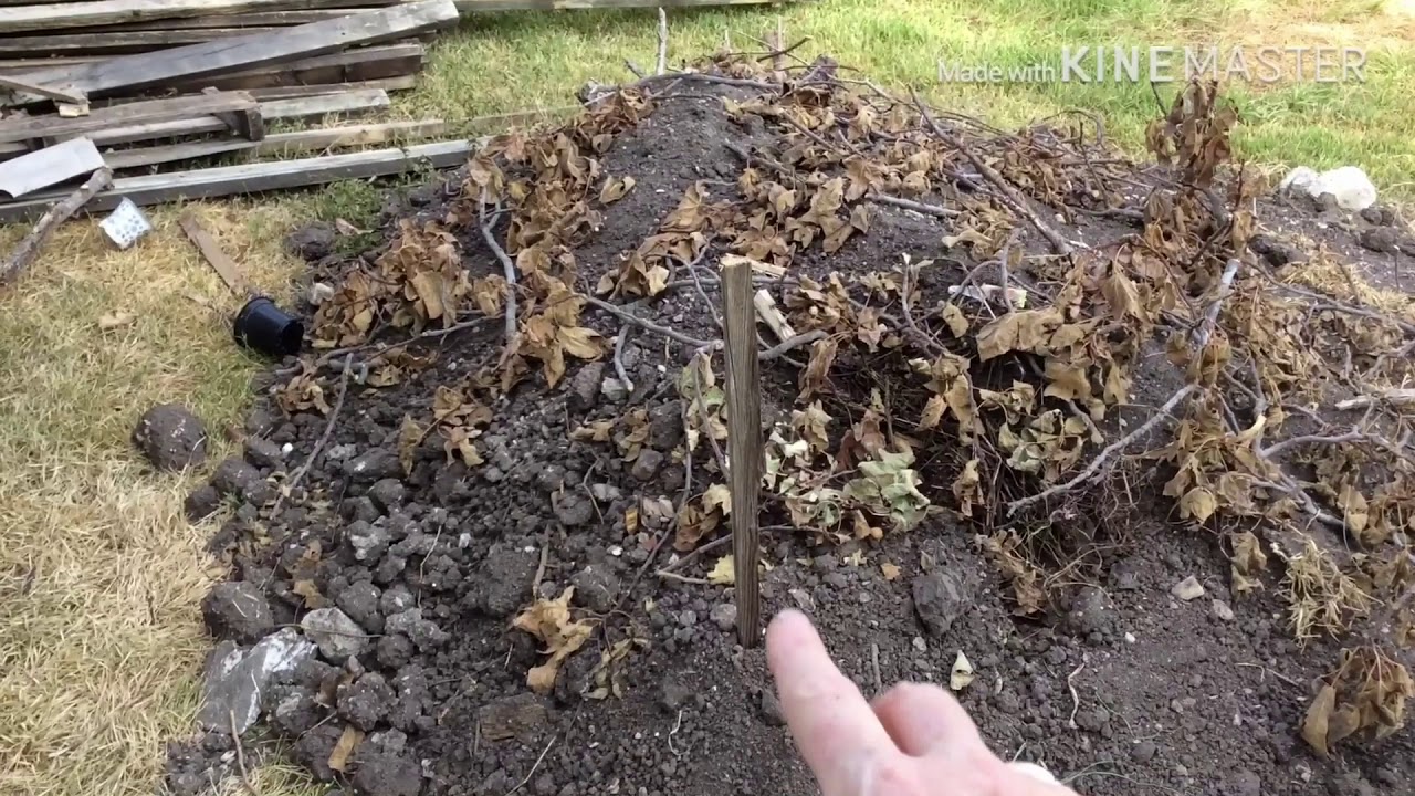Backyard vlog
