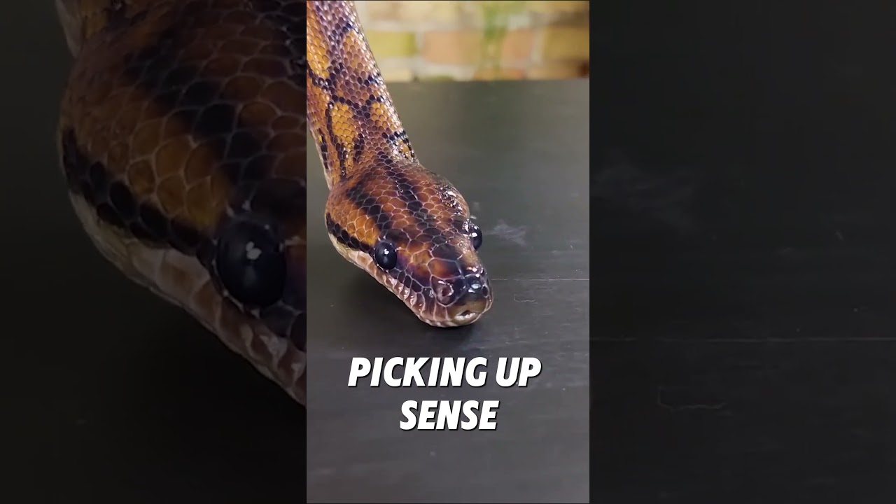 🌈 Unbelievable Snake Discovery: Meet the Rainbow Boa! 🐍