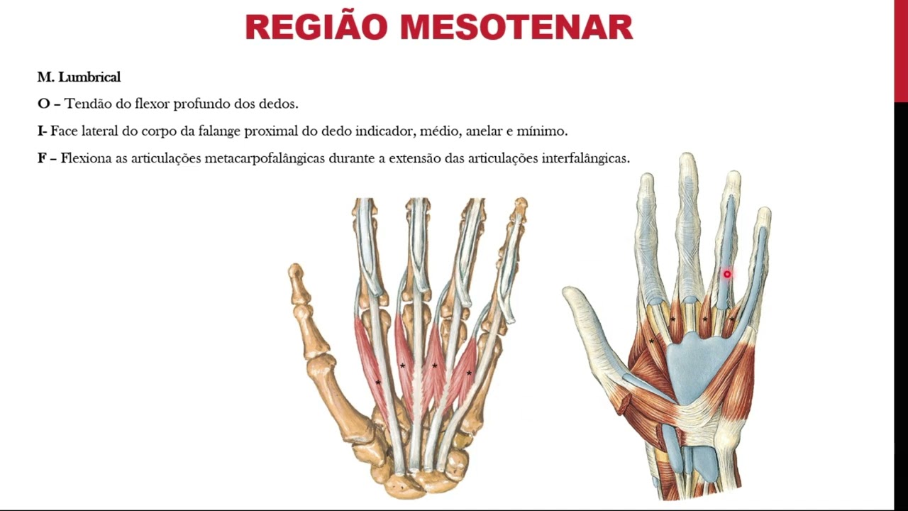 Músculos da mão  origem, inserção, funções e localização