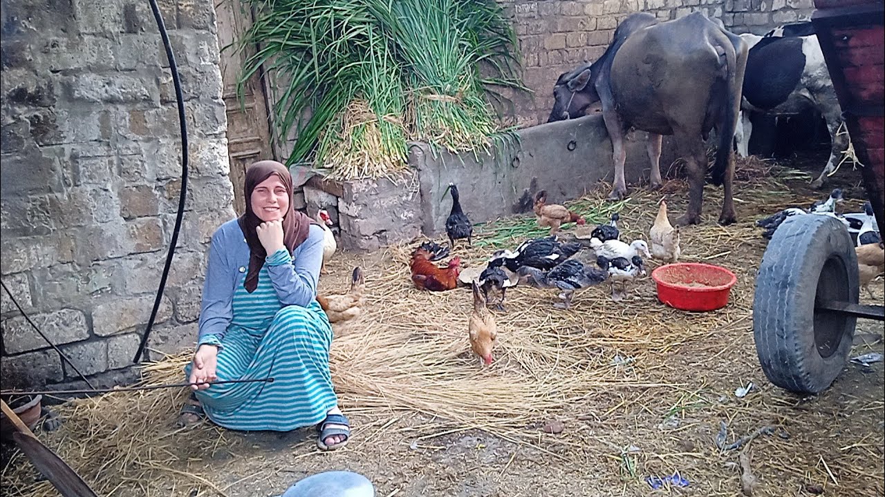 فلاحين على حق#بين المواشى والطيور#روتين بعد العصر وشوى السمك فى الفرن الفلاحى🐃🐓🦆