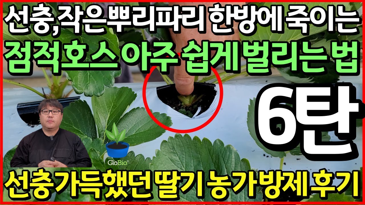[딸기 6탄] !!긴급 점검!! 약 쳐도 죽어가는 딸기, 뿌리 뽑아보고 소름 돋았습니다 (방제 후 7일)