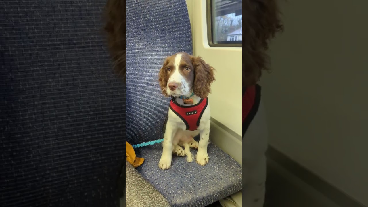 One Year of Edgar (the Sprocker Spaniel)