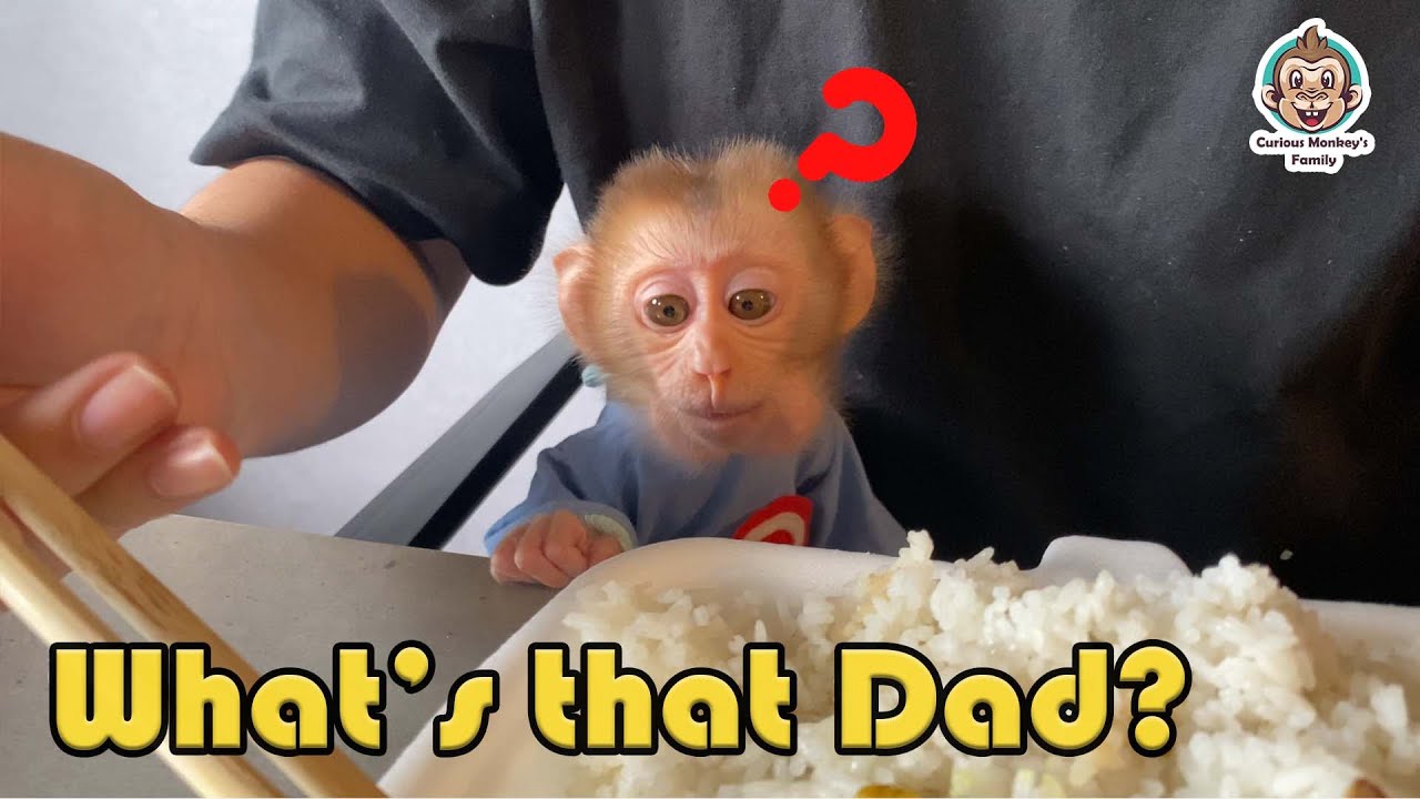 Bibi demanded some pieces from his Dad's lunchbox | Curious Monkey Family's Daily
