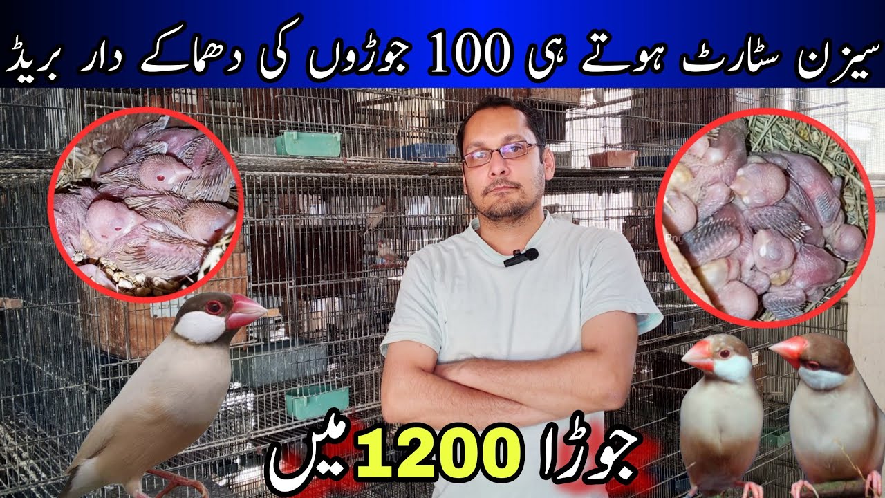 Visit 100 Pairs Fawn Java Setup, 100 percent Successful Breeding Progress, Cheapest Price Fawn Java 