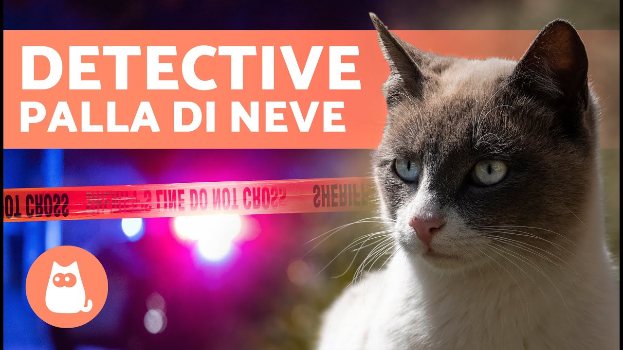 IL GATTO che aiut&ograve; a RISOLVERE UN OMICIDIO 🙀 🐾