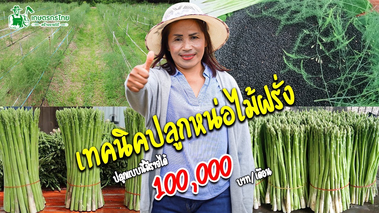 ปลูกปลูกหน่อไม้ฝรั่งส่งออกต่างประเทศ เทคนิคจากเจ้าของสวน แบบละเอียด