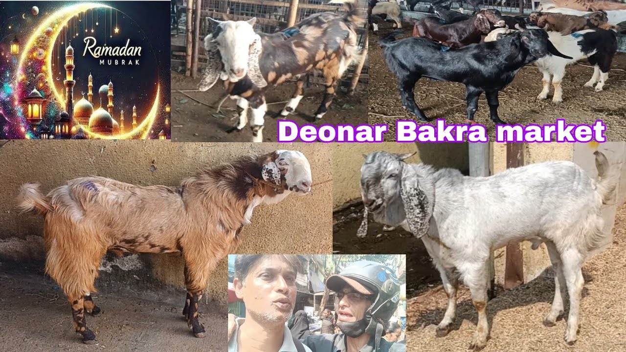 Devnar Bakra Market Mumbai#Kota#Sojat#Sirohi #Fakira Har nasl Aati Hai Yahan
