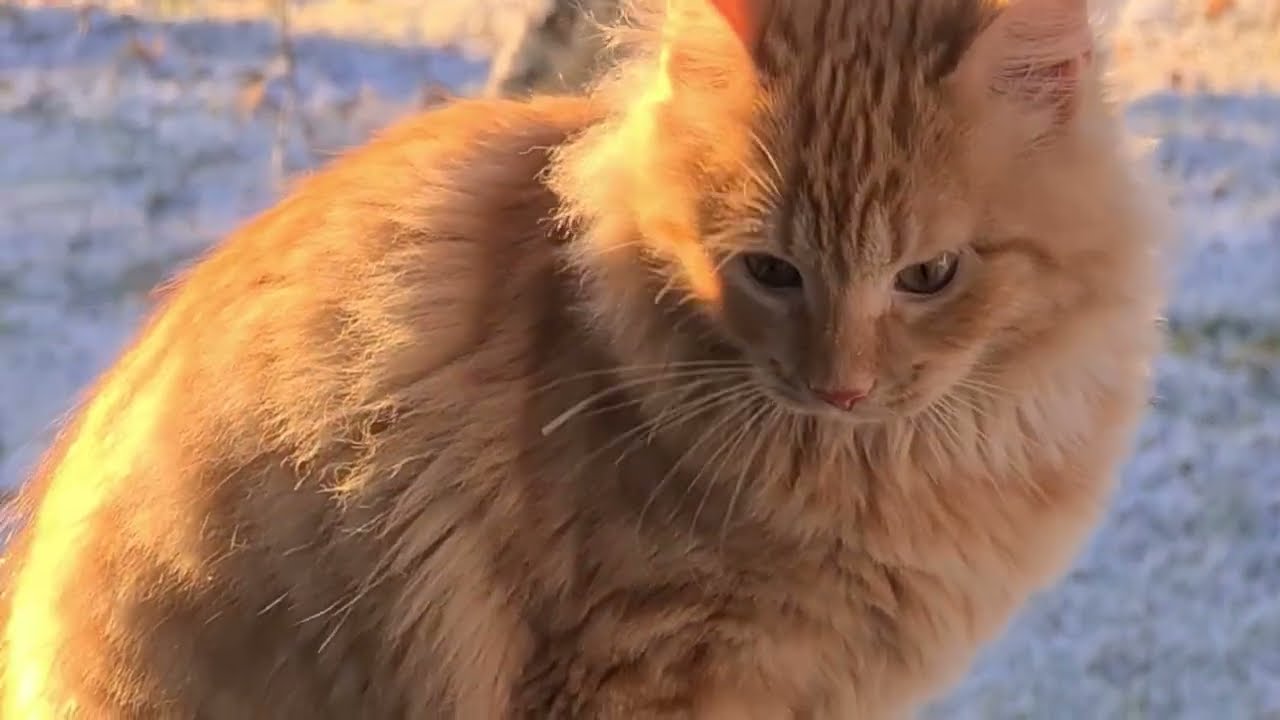 Кот впервые видит Снег АСМР #finlands2 #cat #asmr #podcast #зима #live