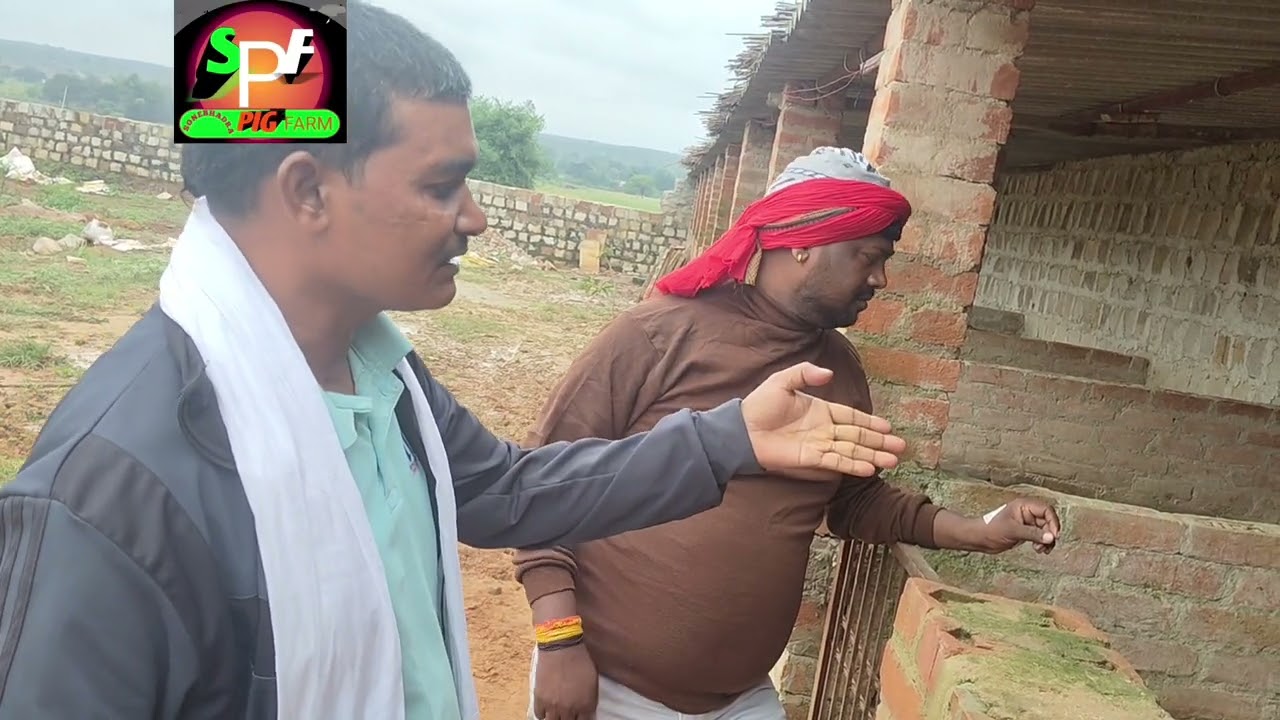 सुअर पालन अनुभव से कर रहे हैं,#pig 