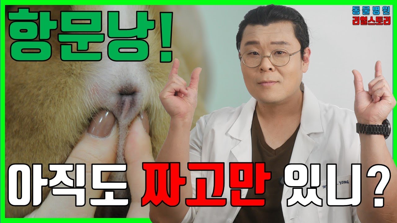 49화 - 항문낭! 계속 짜야해요? - 반려동물 바로 알기 프로젝트