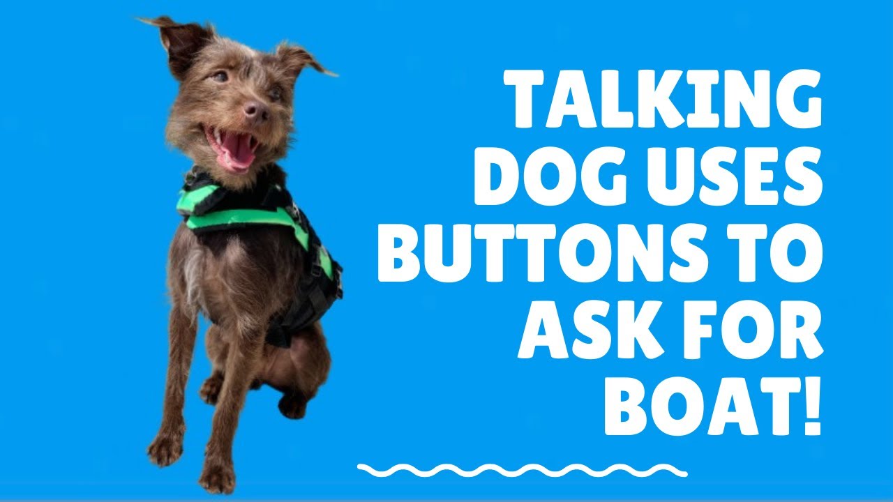 Boat Boat! #hunger4words #fluentpet #talkingdog #canineaic