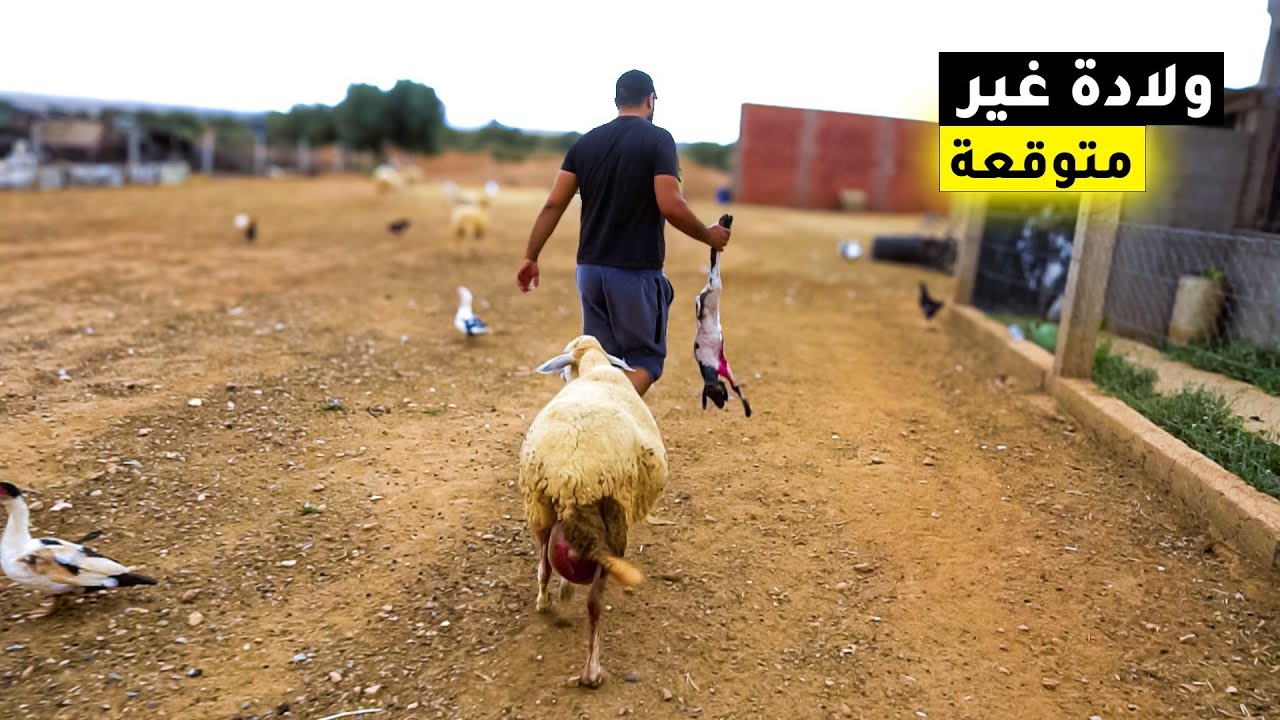 ولادة النعجة العجوز غير متوقعة !!!!