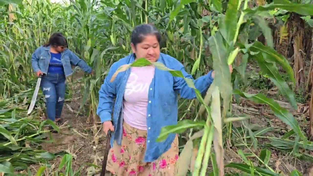 Un dia de trabajo en el campo 🌾🌽