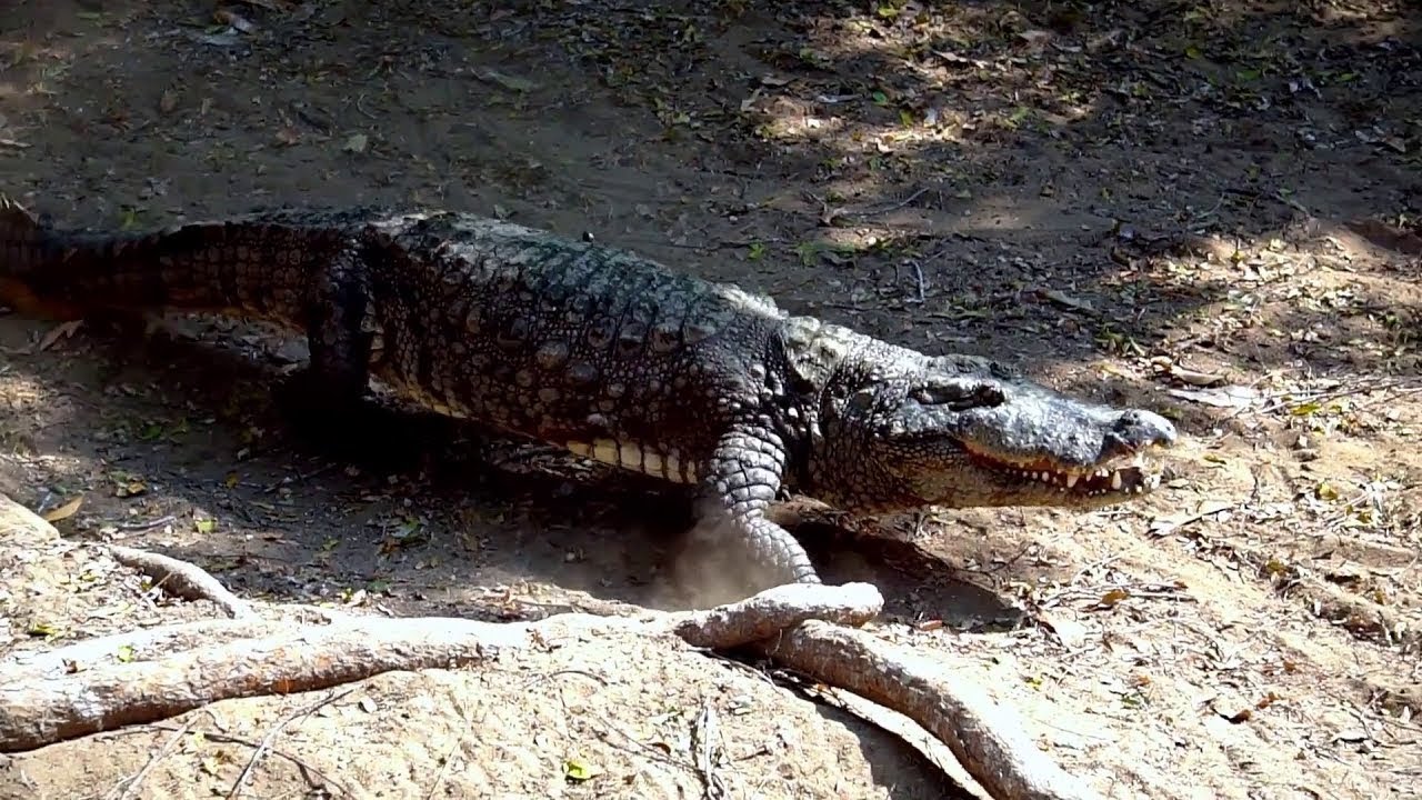 35 fois où des animaux se sont trompés d'adversaire!