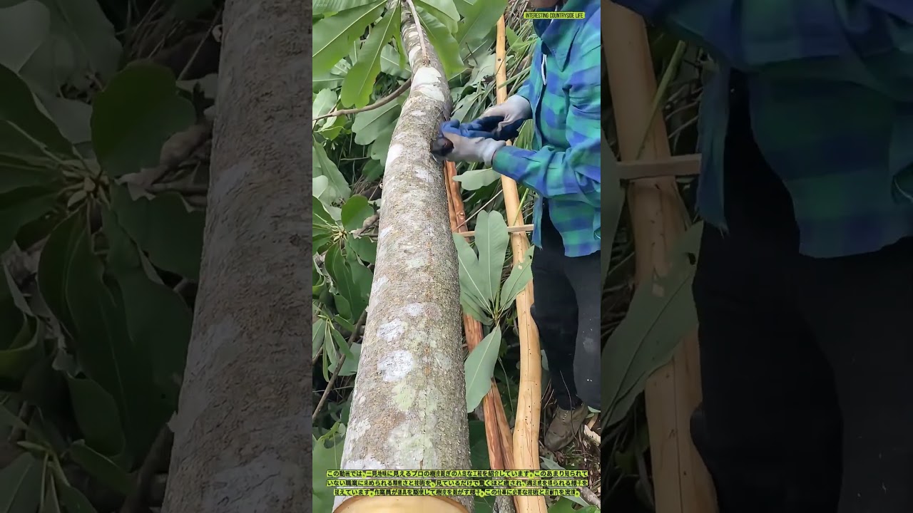 プロの樹皮剥ぎ - 見るだけで癒される作業