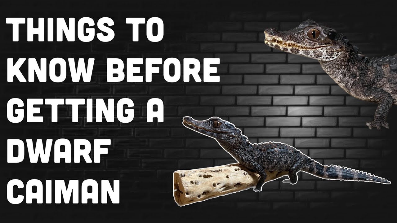 THINGS TO KNOW BEFORE GETTING A DWARF CAIMAN!!!