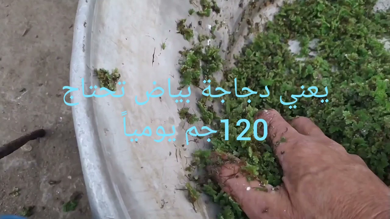 ابدأ مشروعك...ازولا 30% وكربوهيدرات 70%....