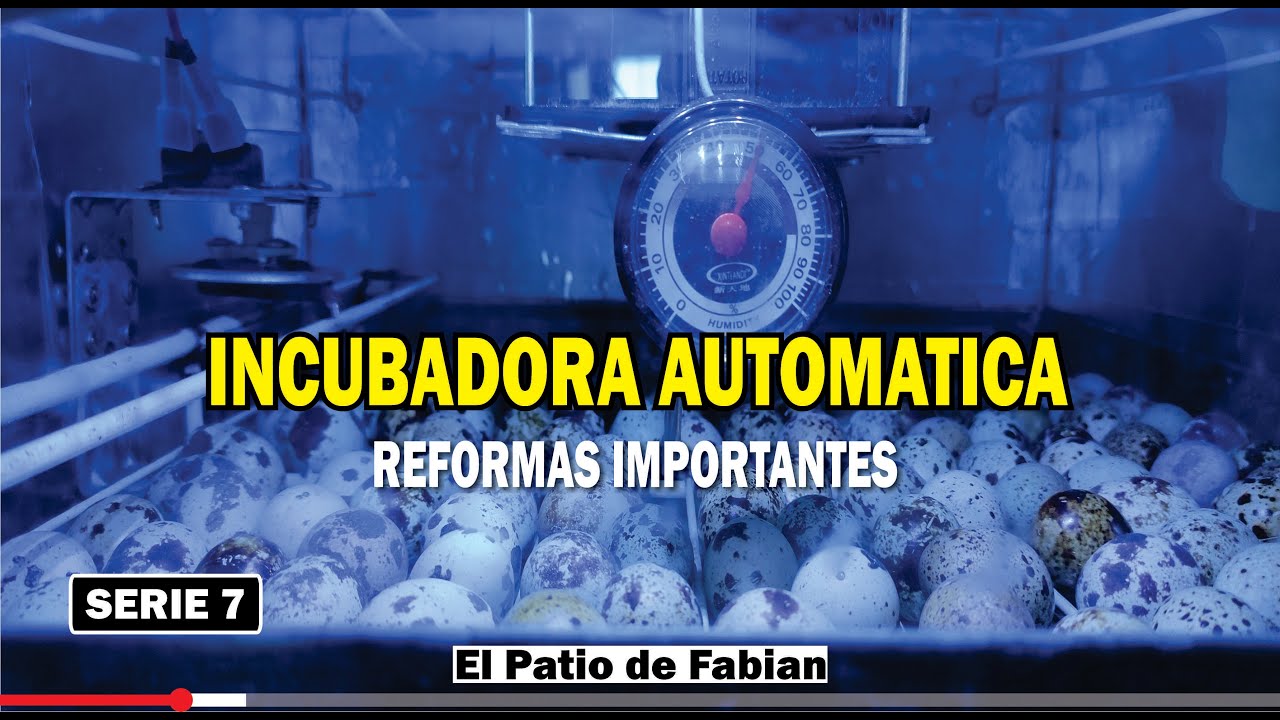 INCUBACIÓN Huevo de Codorniz | Humedad y Ventilación 1ra Parte