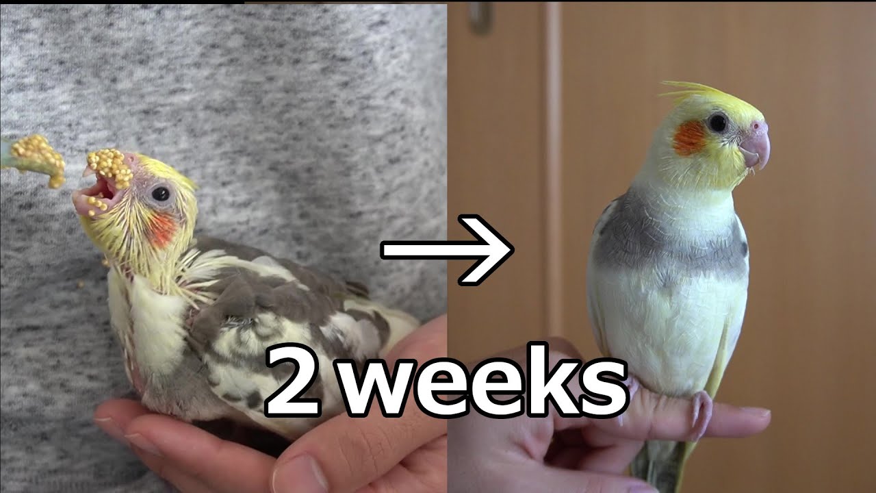 【ゆっくり】オカメインコのヒナ　成長記録【2週間】
